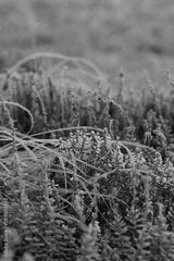 preview bw