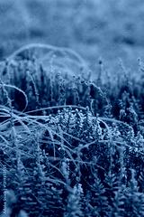 preview cold