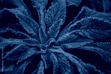 preview cold