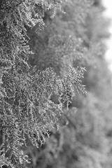 preview bw