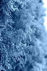preview cold