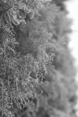 preview bw