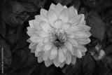 preview bw