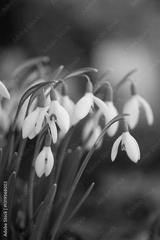 preview bw