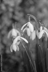 preview bw