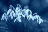 preview cold