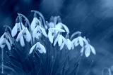 preview cold