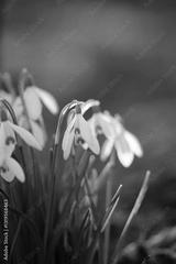 preview bw