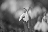 preview bw