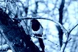 preview cold
