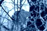 preview cold