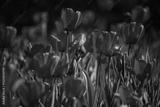 preview bw