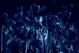 preview cold