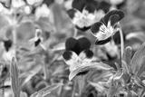 preview bw