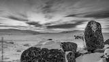 preview bw