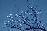 preview cold