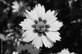 preview bw