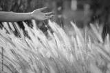 preview bw
