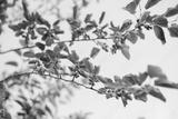 preview bw