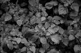 preview bw