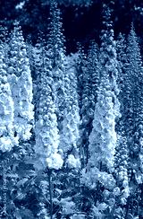 preview cold