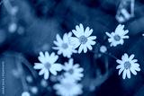 preview cold
