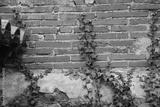 preview bw