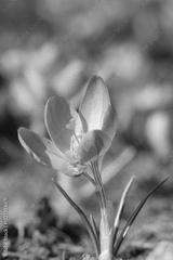 preview bw