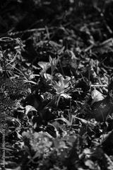 preview bw