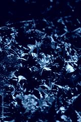 preview cold