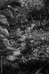preview bw