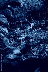 preview cold