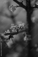 preview bw