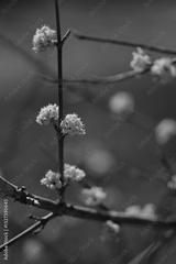 preview bw