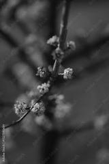 preview bw
