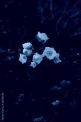 preview cold