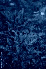 preview cold