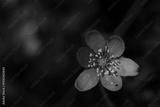 preview bw