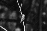 preview bw