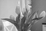 preview bw