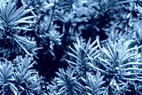 preview cold