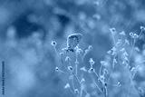 preview cold