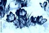 preview cold