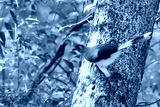 preview cold