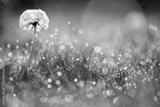 preview bw