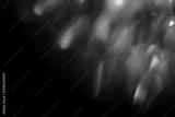 preview bw