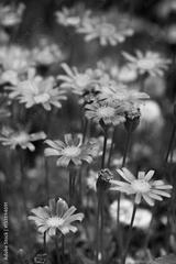 preview bw