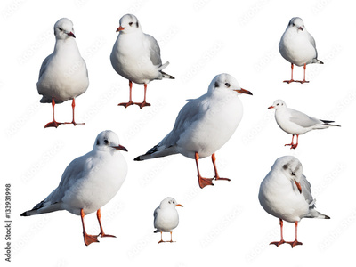 image to crop