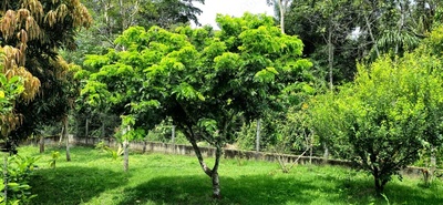 image to crop