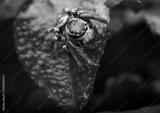 preview bw